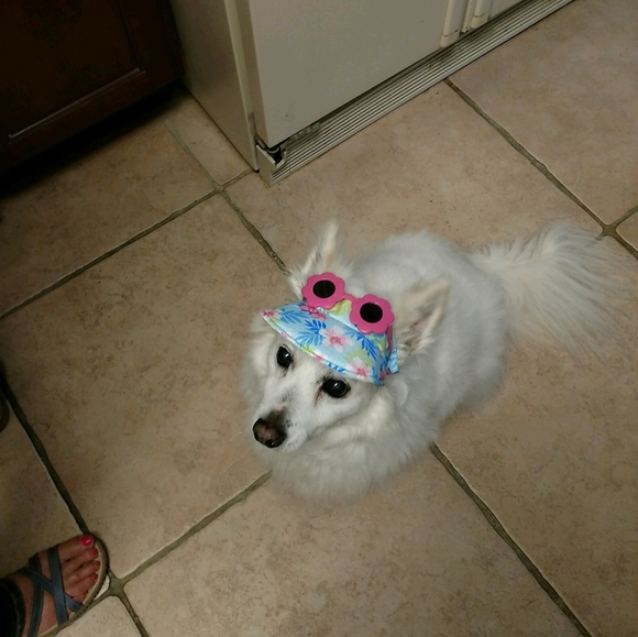 Meet your Posher, Dianna - Picture 5 of 11